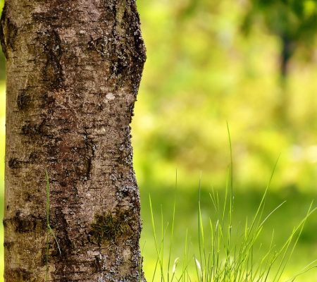 Detailaufnahme eines Baumstamms mit unscharfem grünem Hintergrund – Natur im Fokus